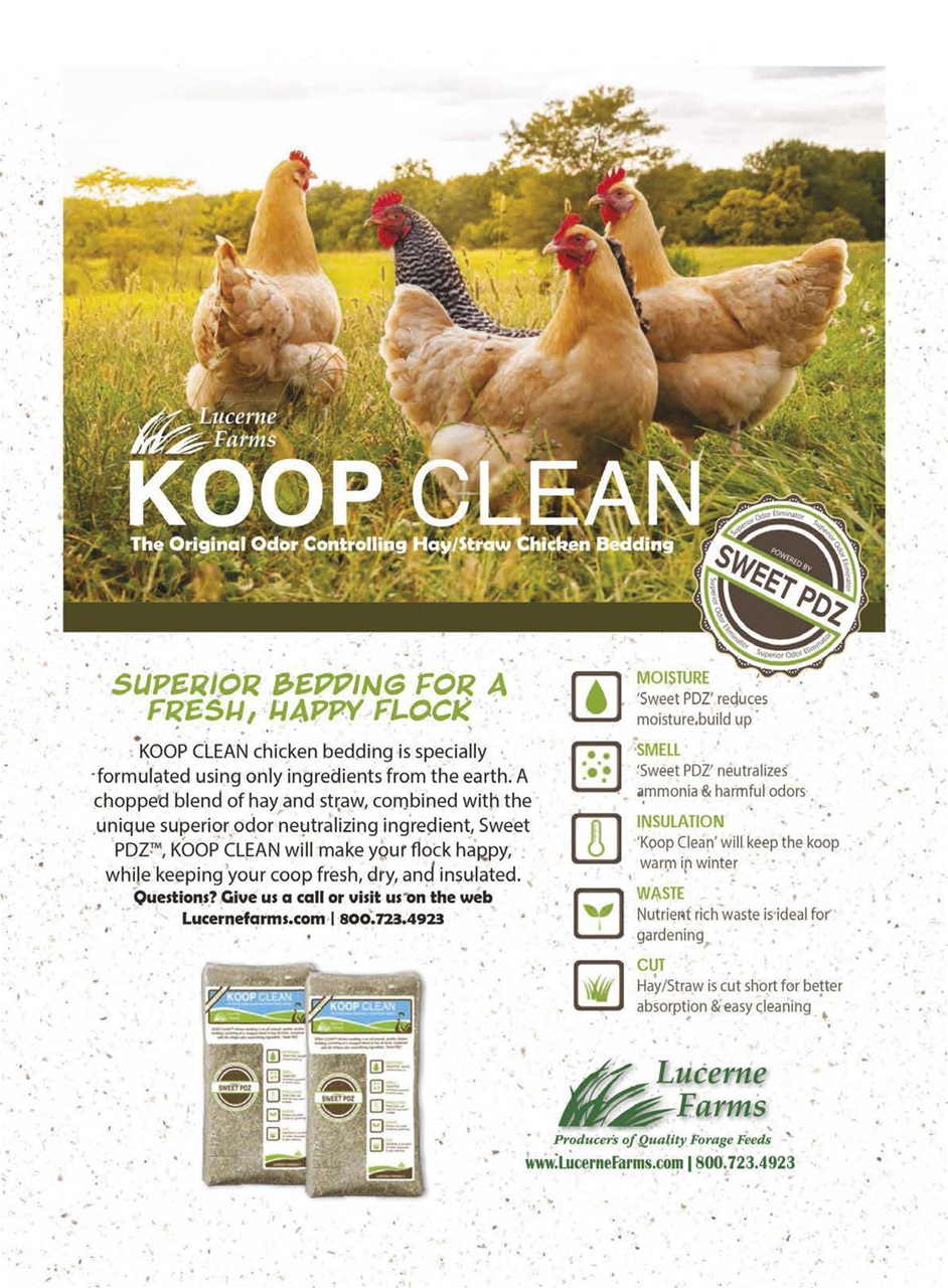 Chickens Magazine Preview Pages