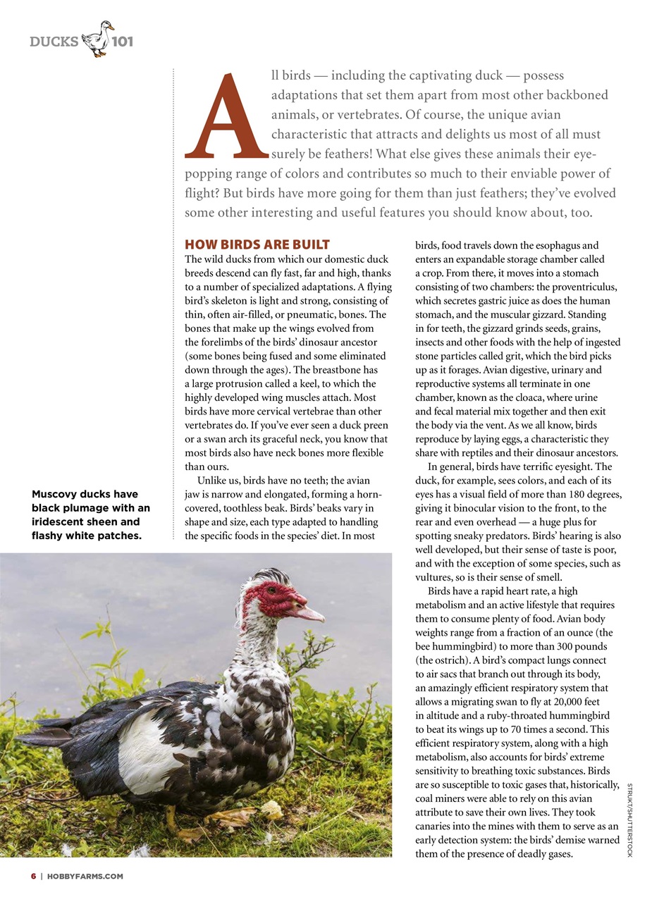 Chickens Magazine Preview Pages