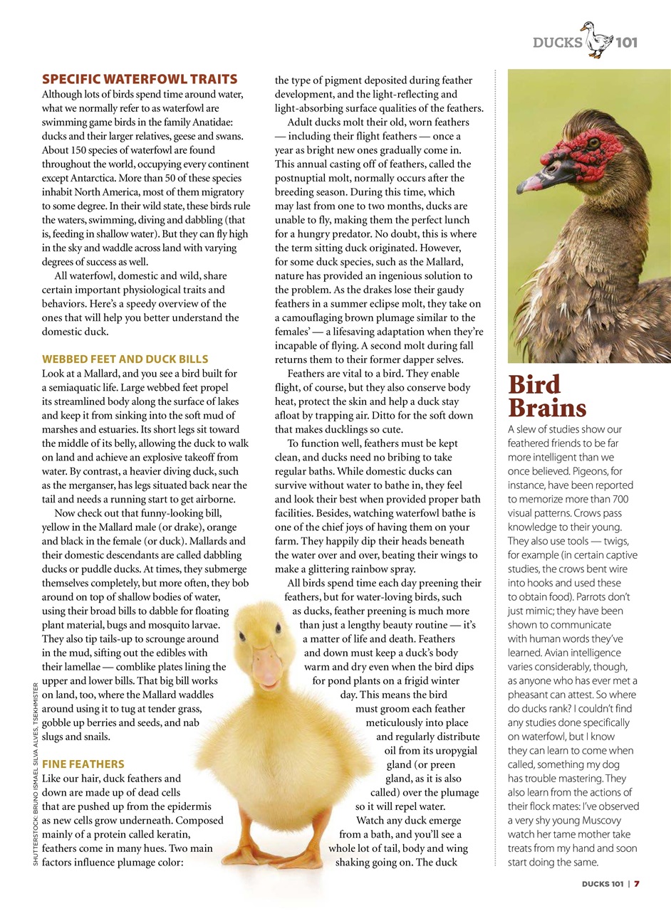 Chickens Magazine Preview Pages