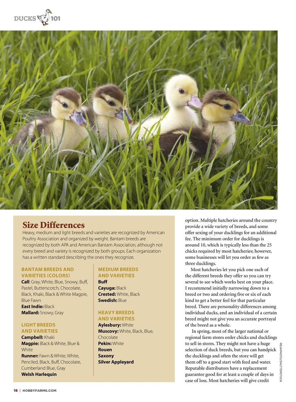 Chickens Magazine Preview Pages