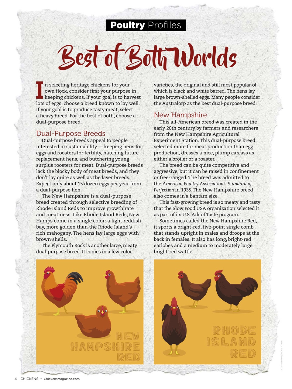 Chickens Magazine Preview Pages