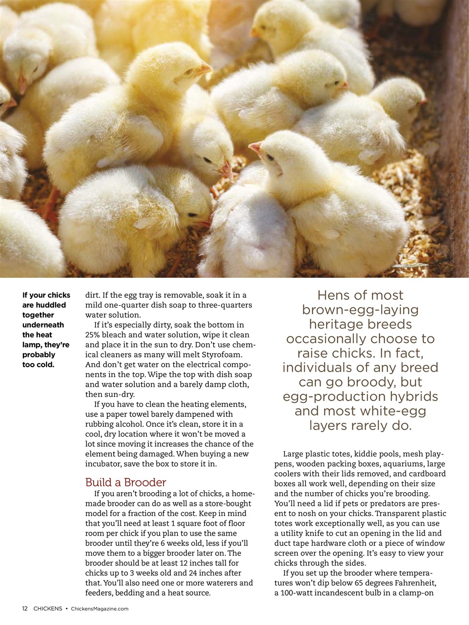 Chickens Magazine Preview Pages