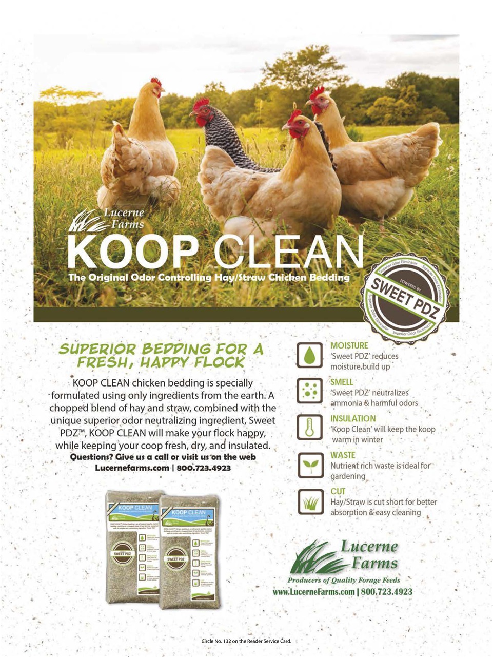 Chickens Magazine Preview Pages