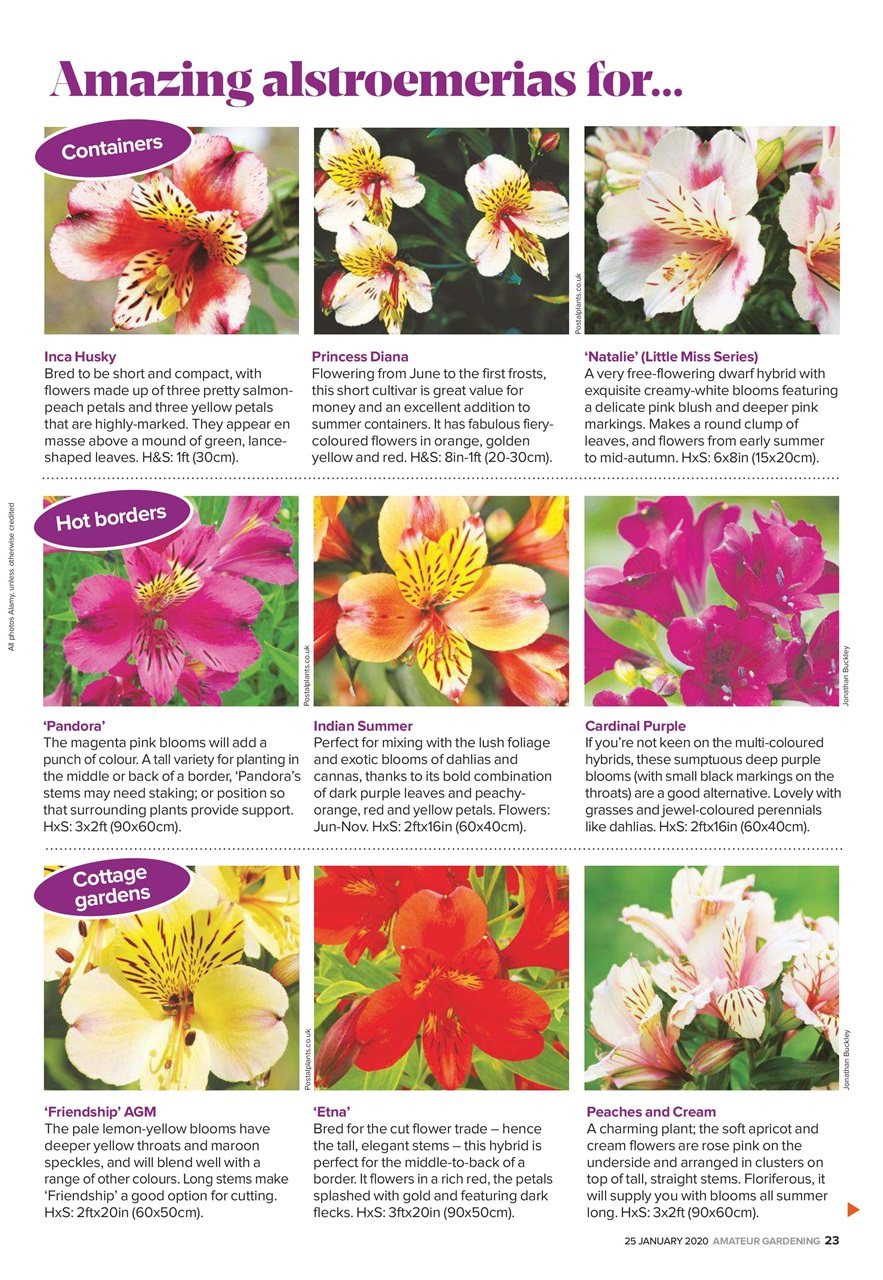 Amateur Gardening Preview Pages