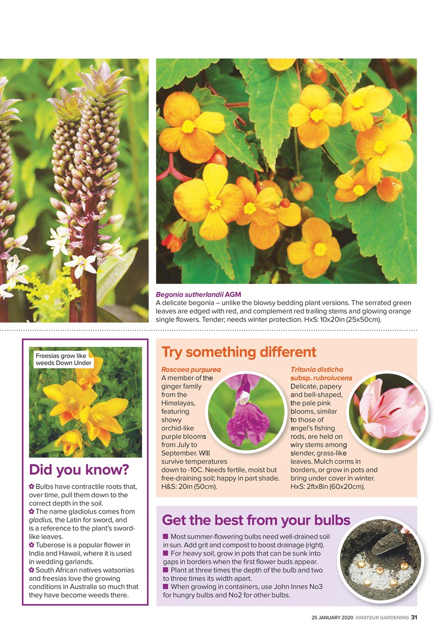 Amateur Gardening Preview Pages