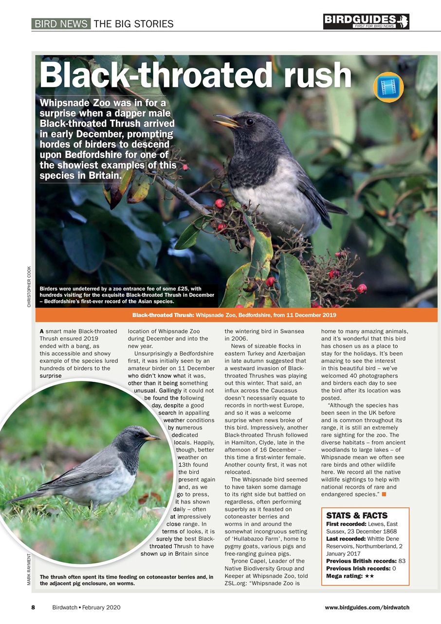 Birdwatch Magazine Preview Pages