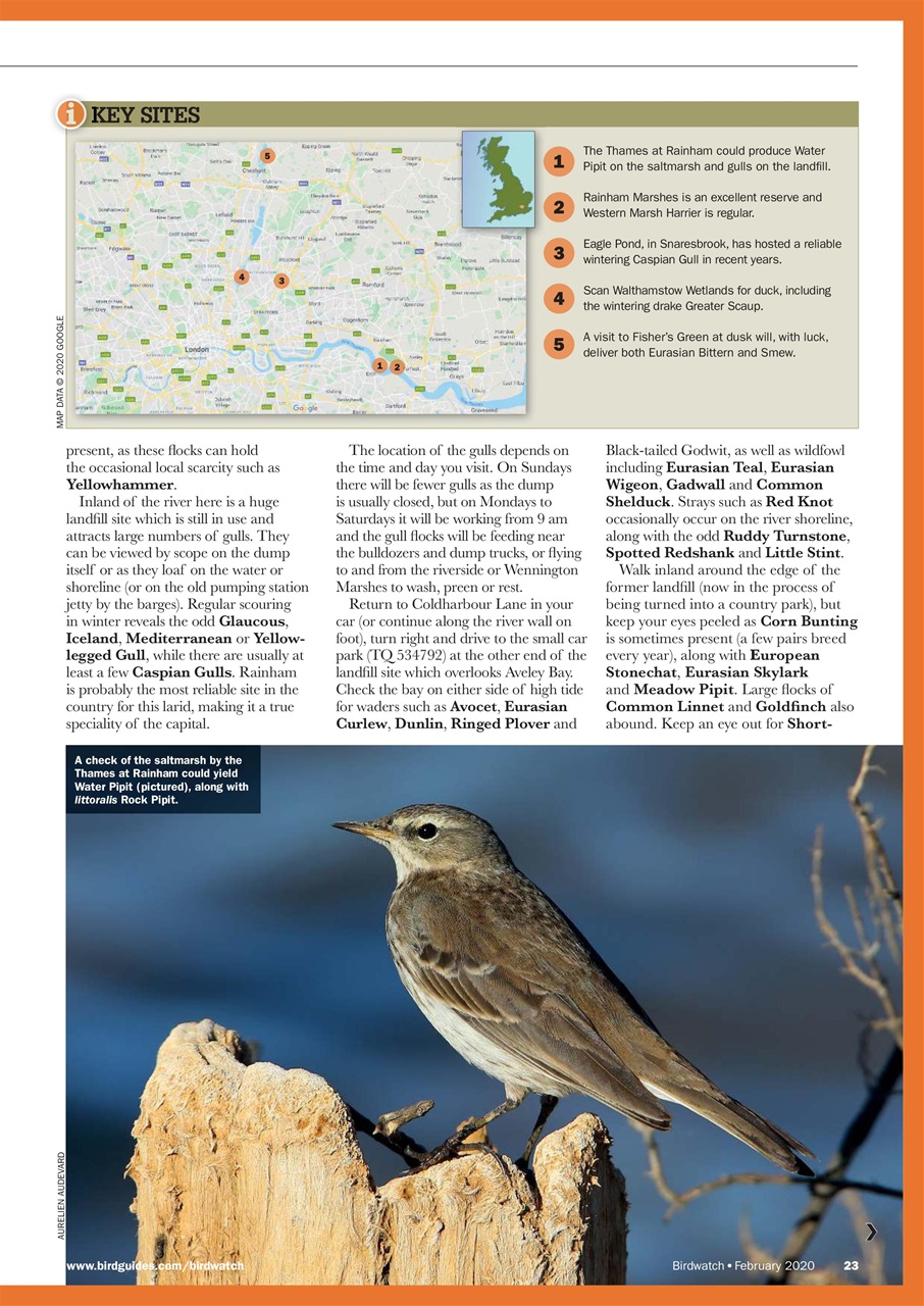 Birdwatch Magazine Preview Pages