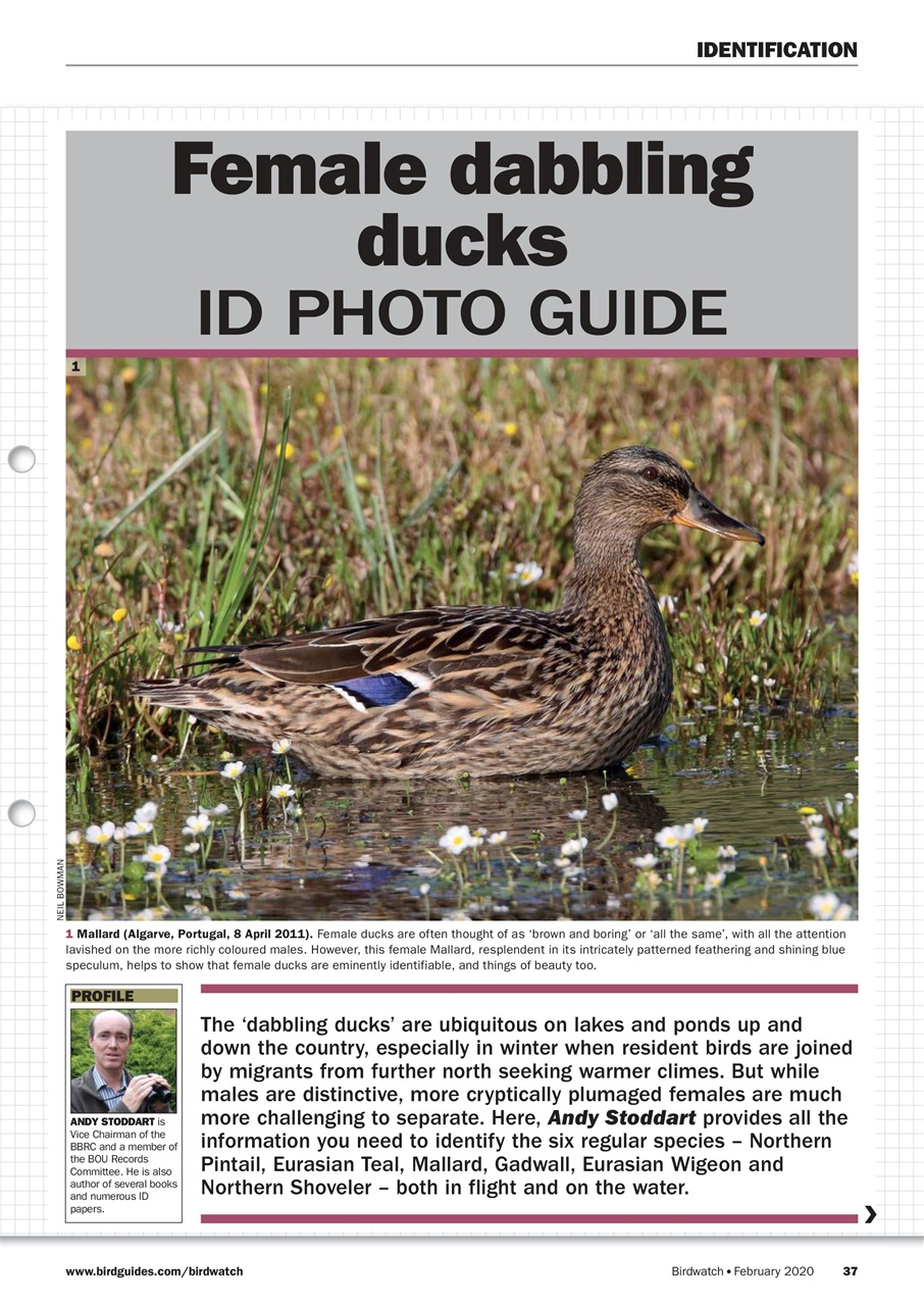 Birdwatch Magazine Preview Pages