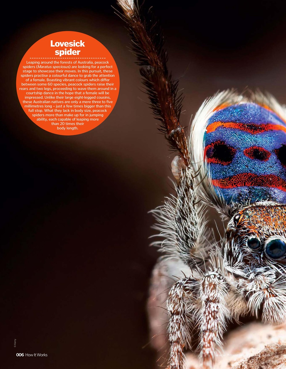 How It Works Preview Pages