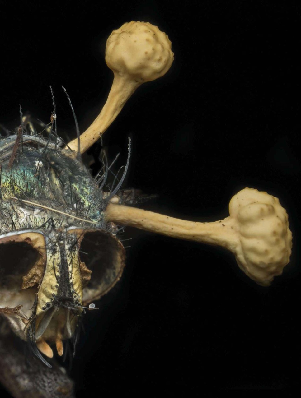 BBC Science Focus Magazine Preview Pages