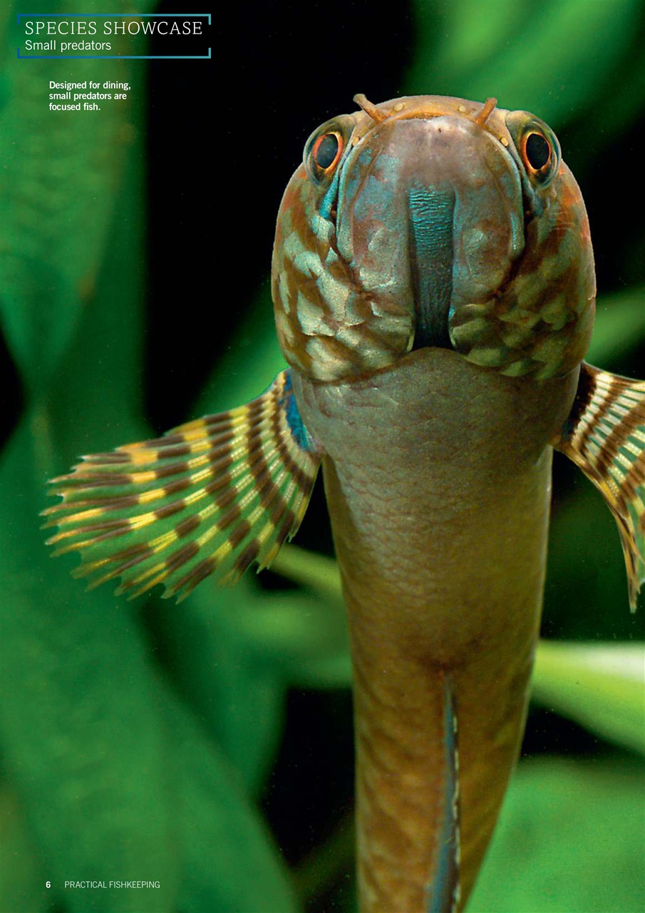 Practical Fishkeeping Preview Pages