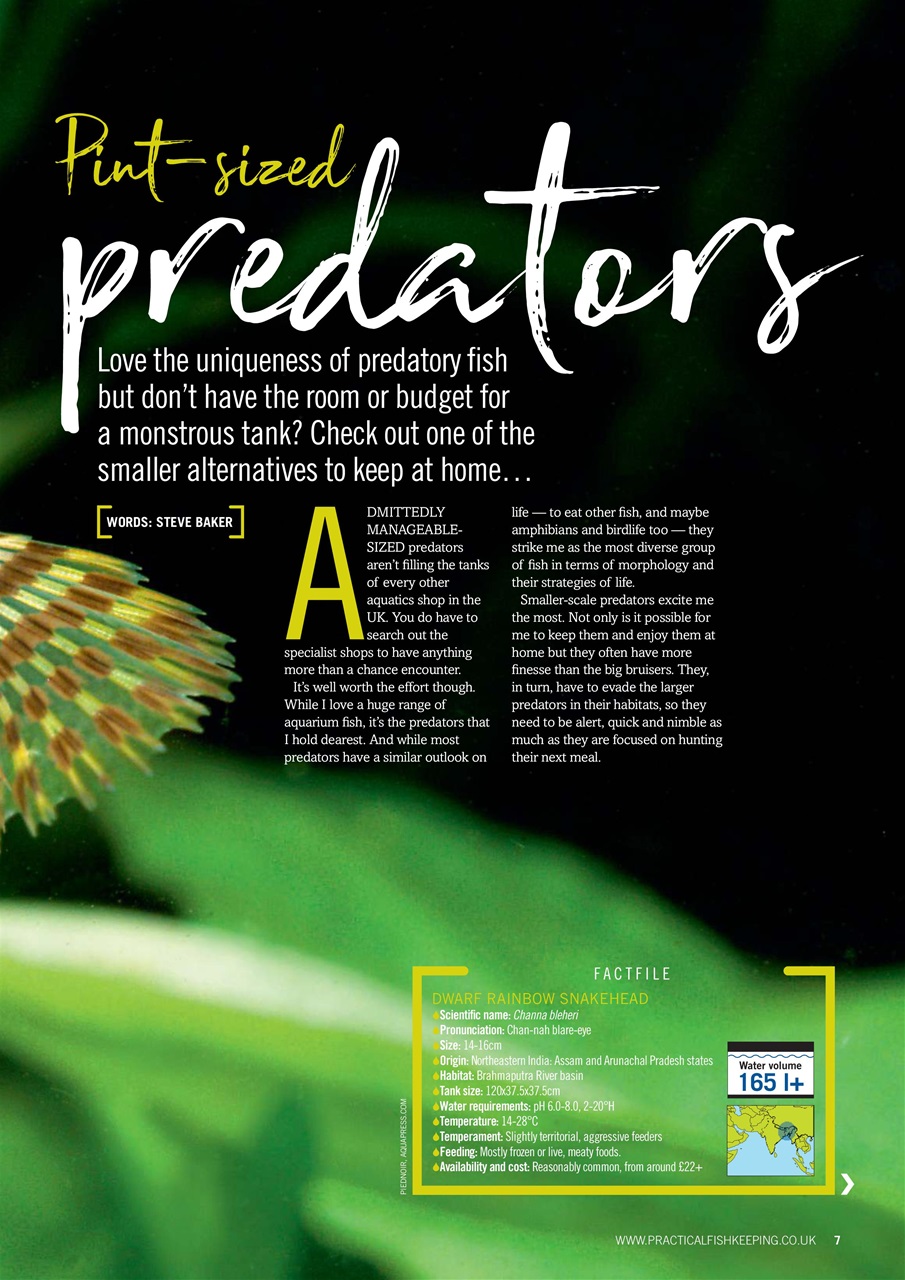 Practical Fishkeeping Preview Pages