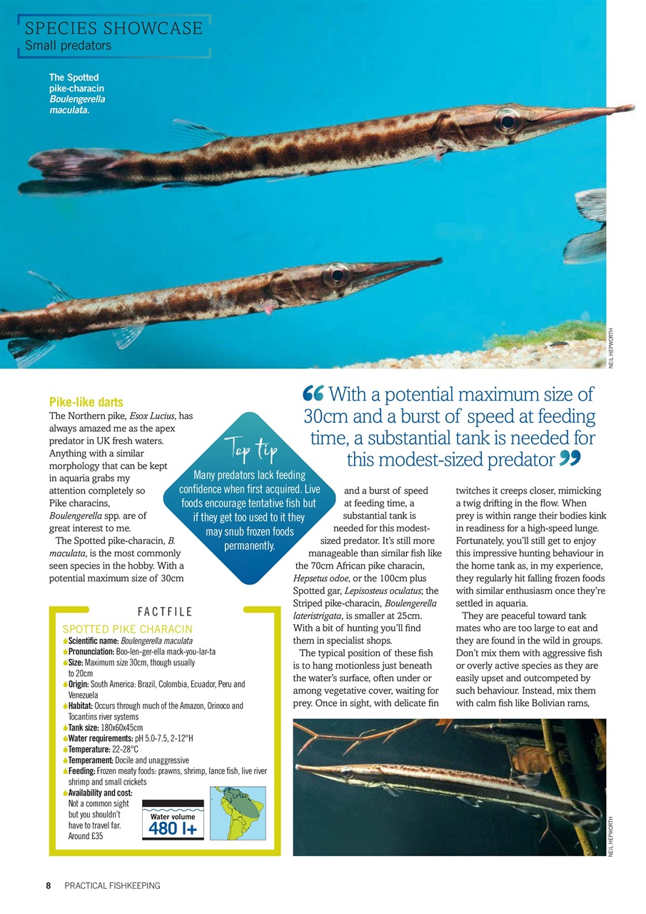 Practical Fishkeeping Preview Pages