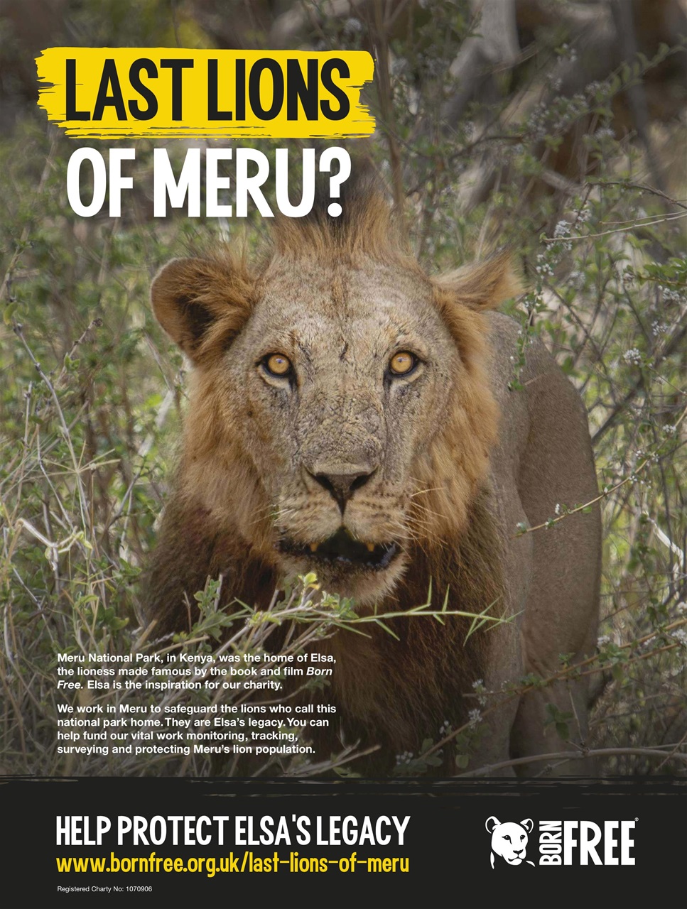 BBC Wildlife Magazine Preview Pages