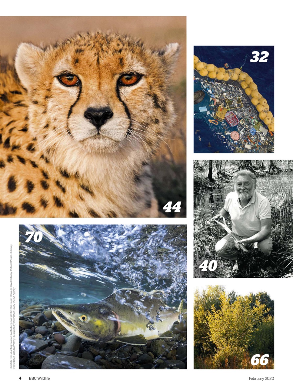 BBC Wildlife Magazine Preview Pages