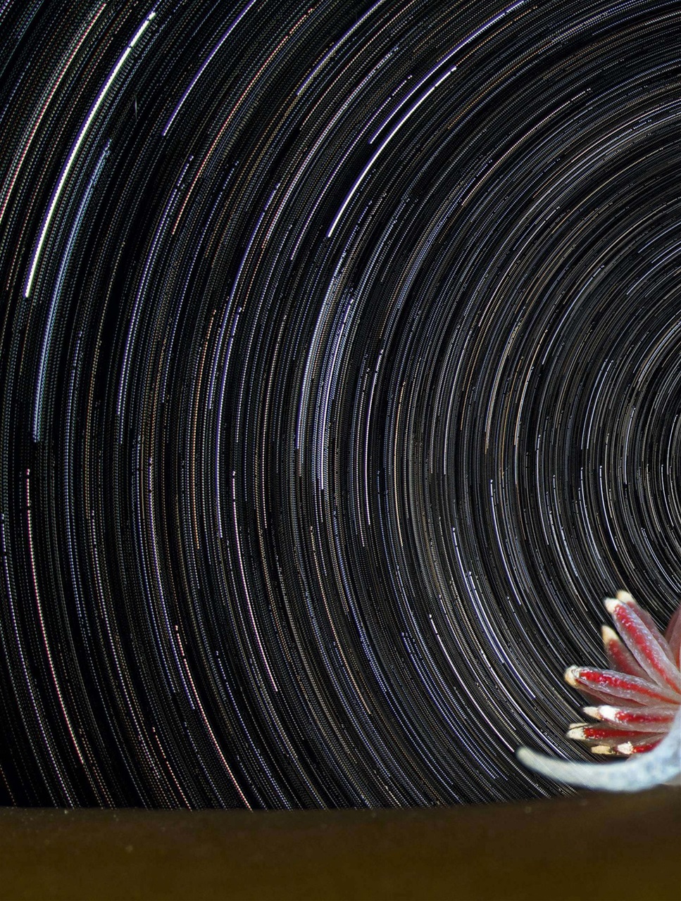 BBC Wildlife Magazine Preview Pages