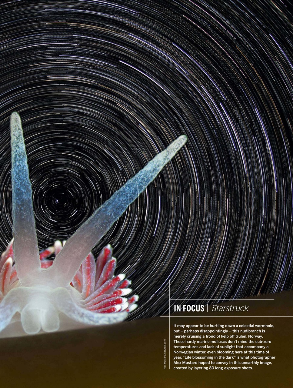 BBC Wildlife Magazine Preview Pages