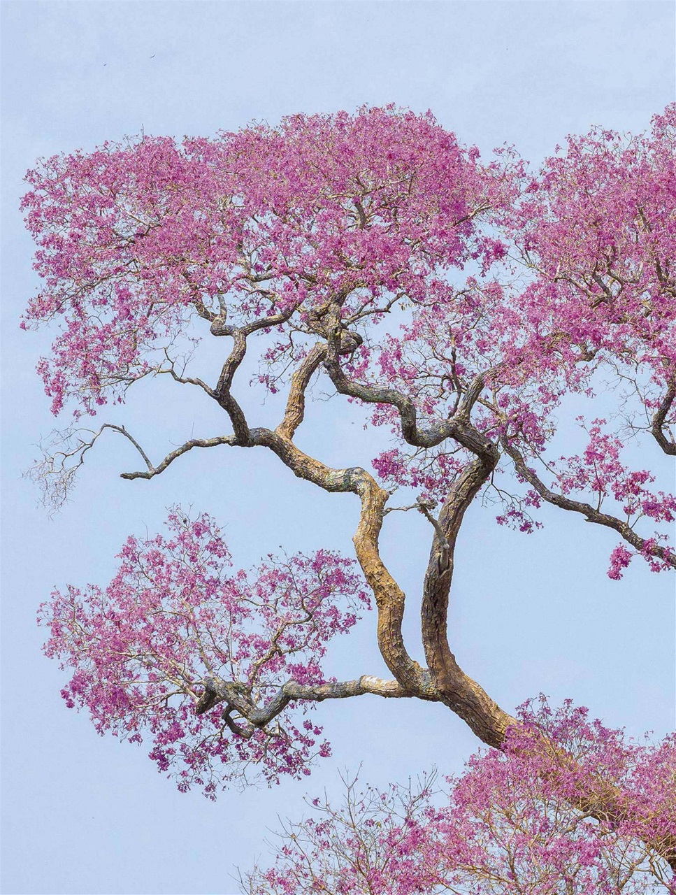 BBC Wildlife Magazine Preview Pages