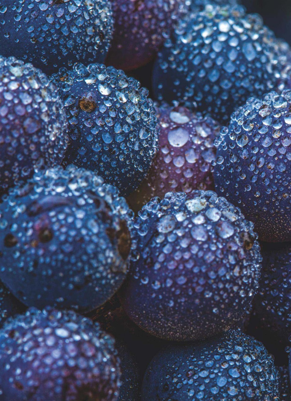 Decanter Preview Pages