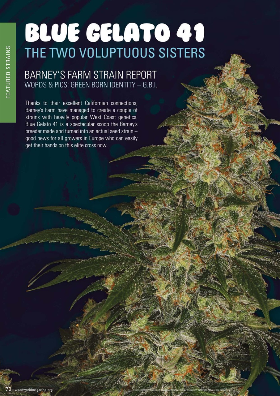 Weed World Preview Pages