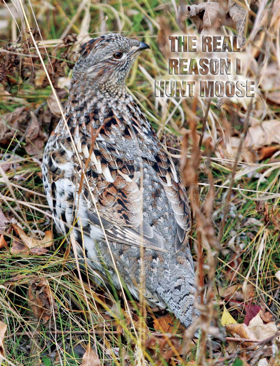 Alberta Outdoors Preview Pages