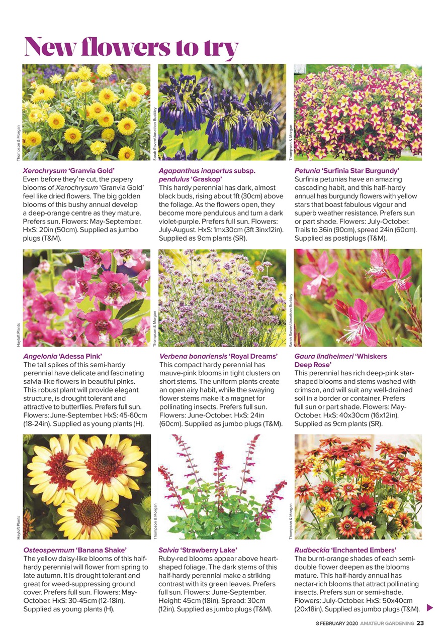 Amateur Gardening Preview Pages