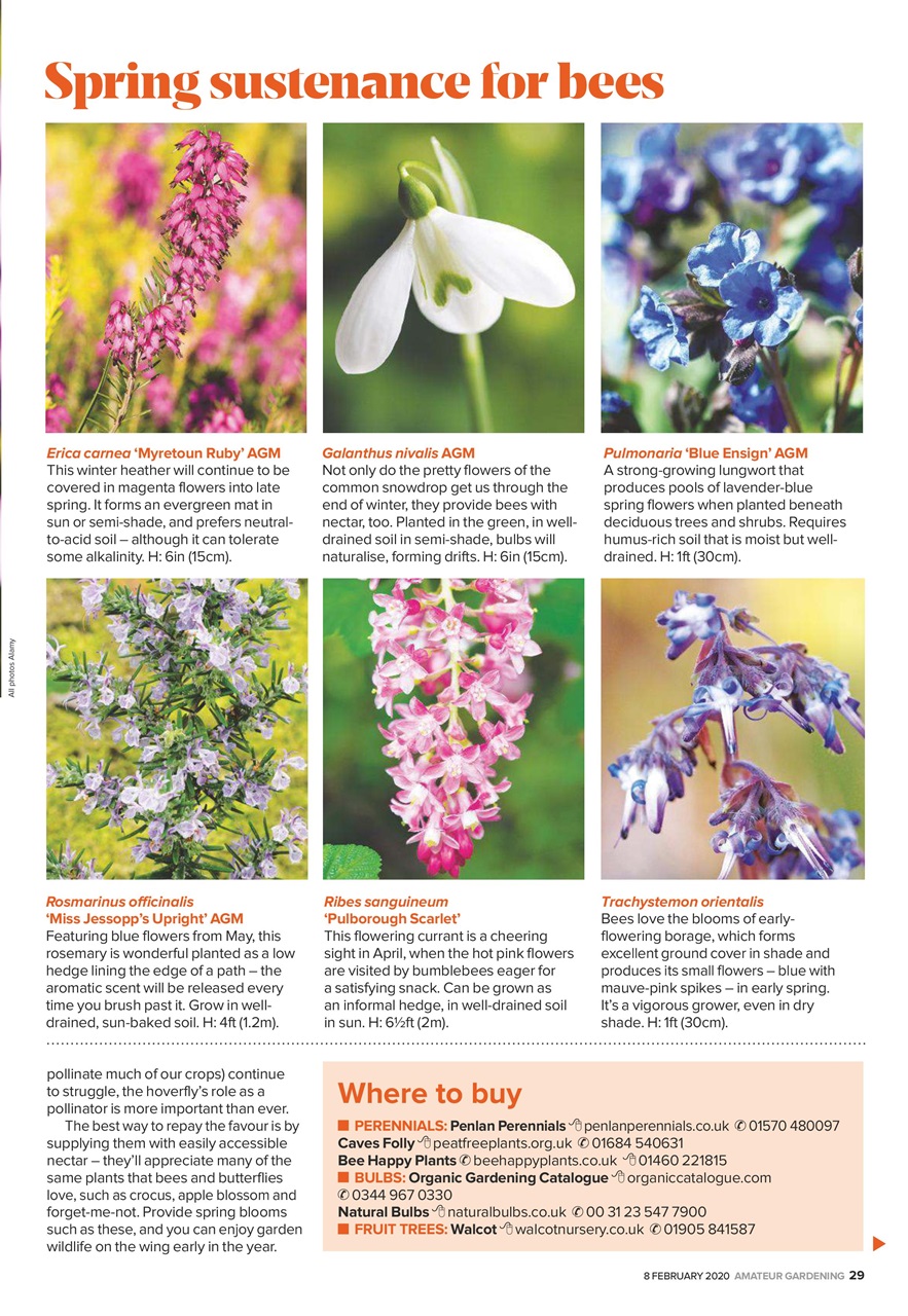 Amateur Gardening Preview Pages