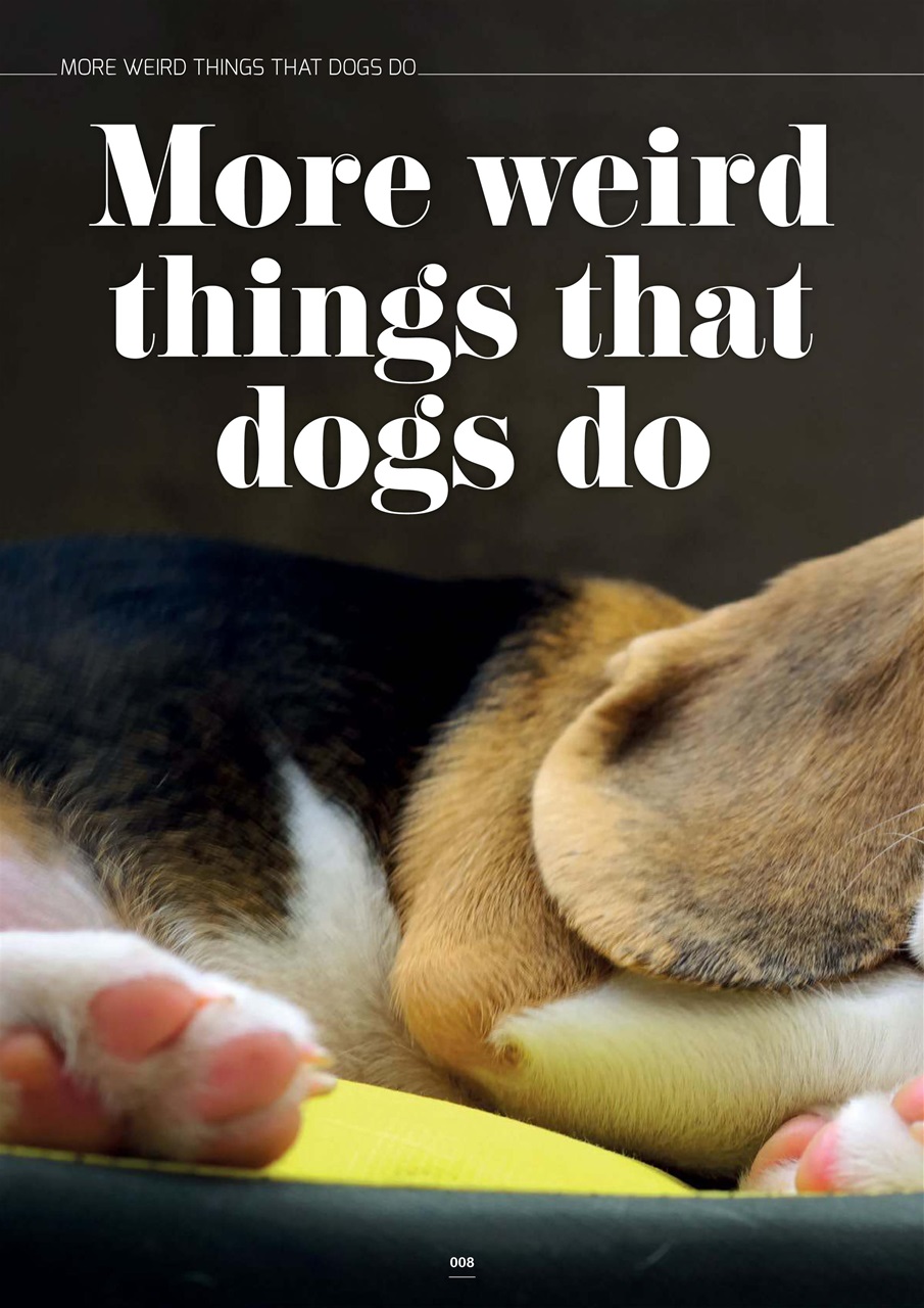 Edition Dog Preview Pages