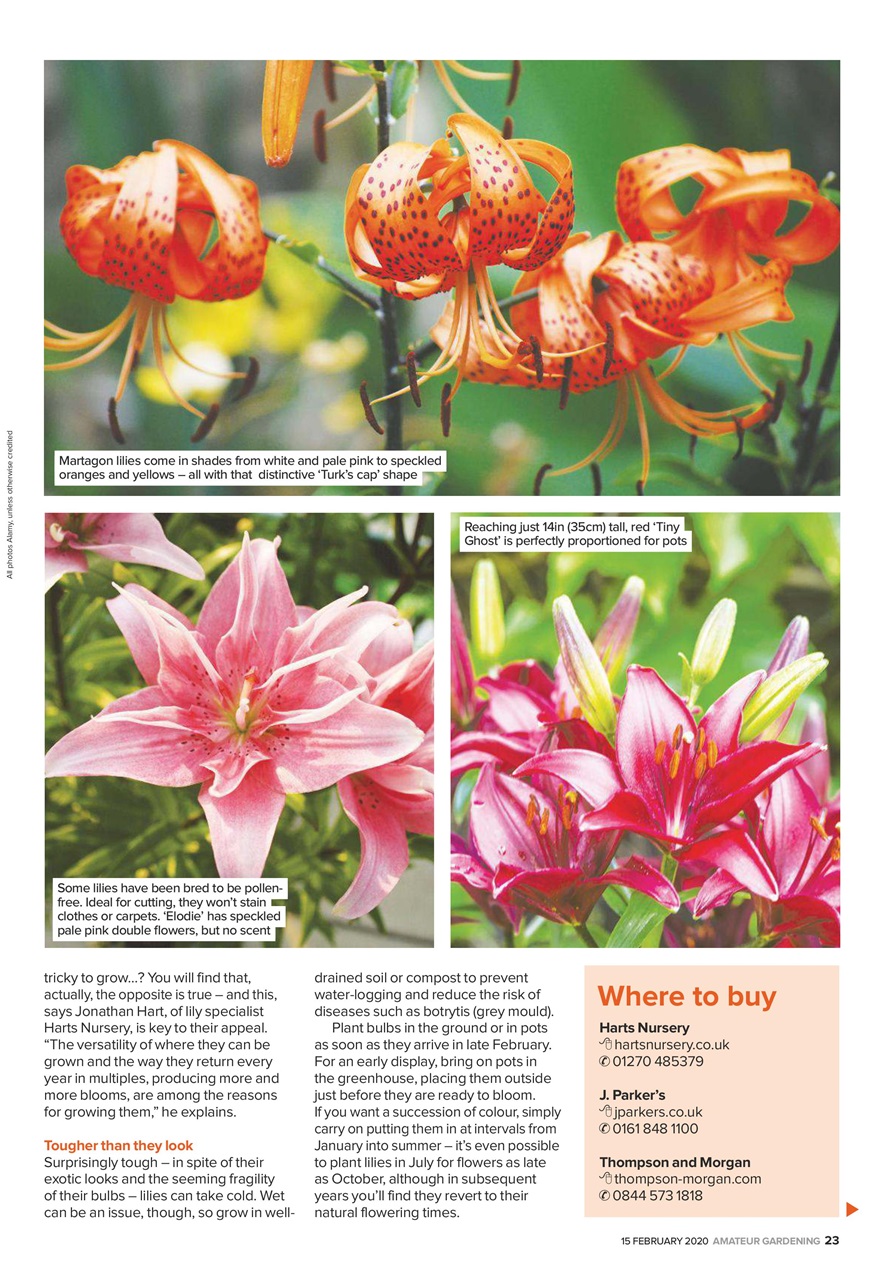 Amateur Gardening Preview Pages