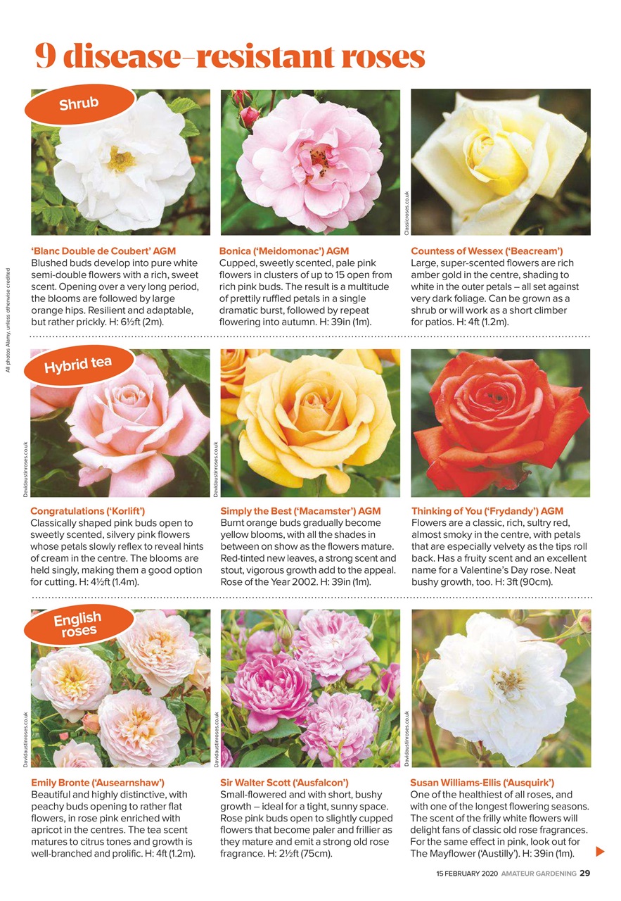 Amateur Gardening Preview Pages