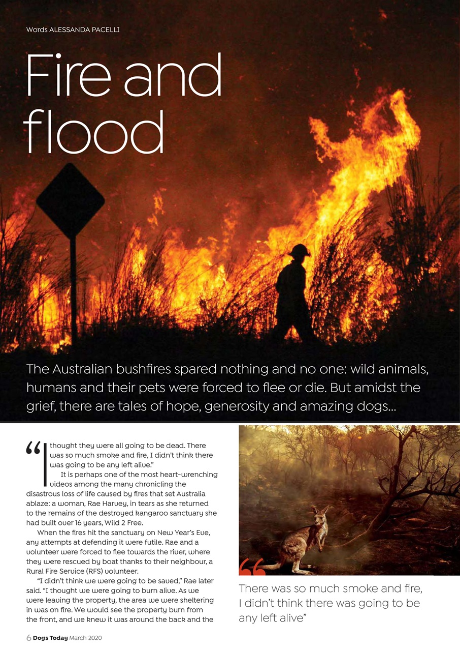 Dogs Today Magazine Preview Pages