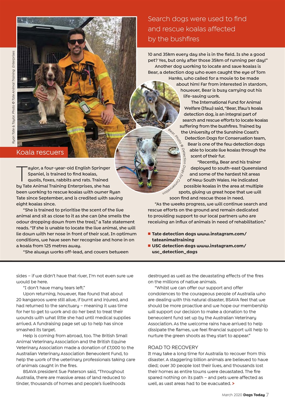Dogs Today Magazine Preview Pages