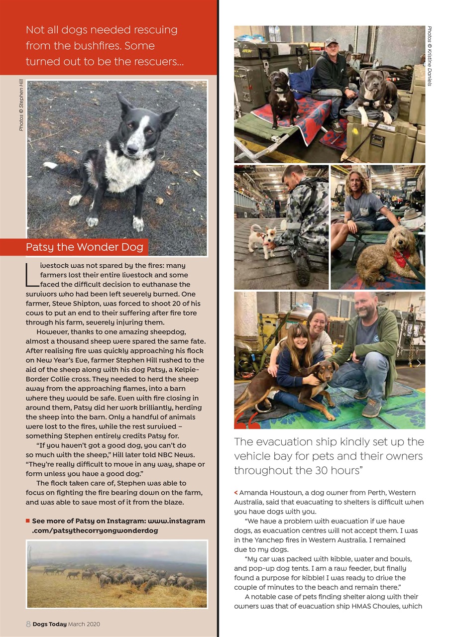 Dogs Today Magazine Preview Pages