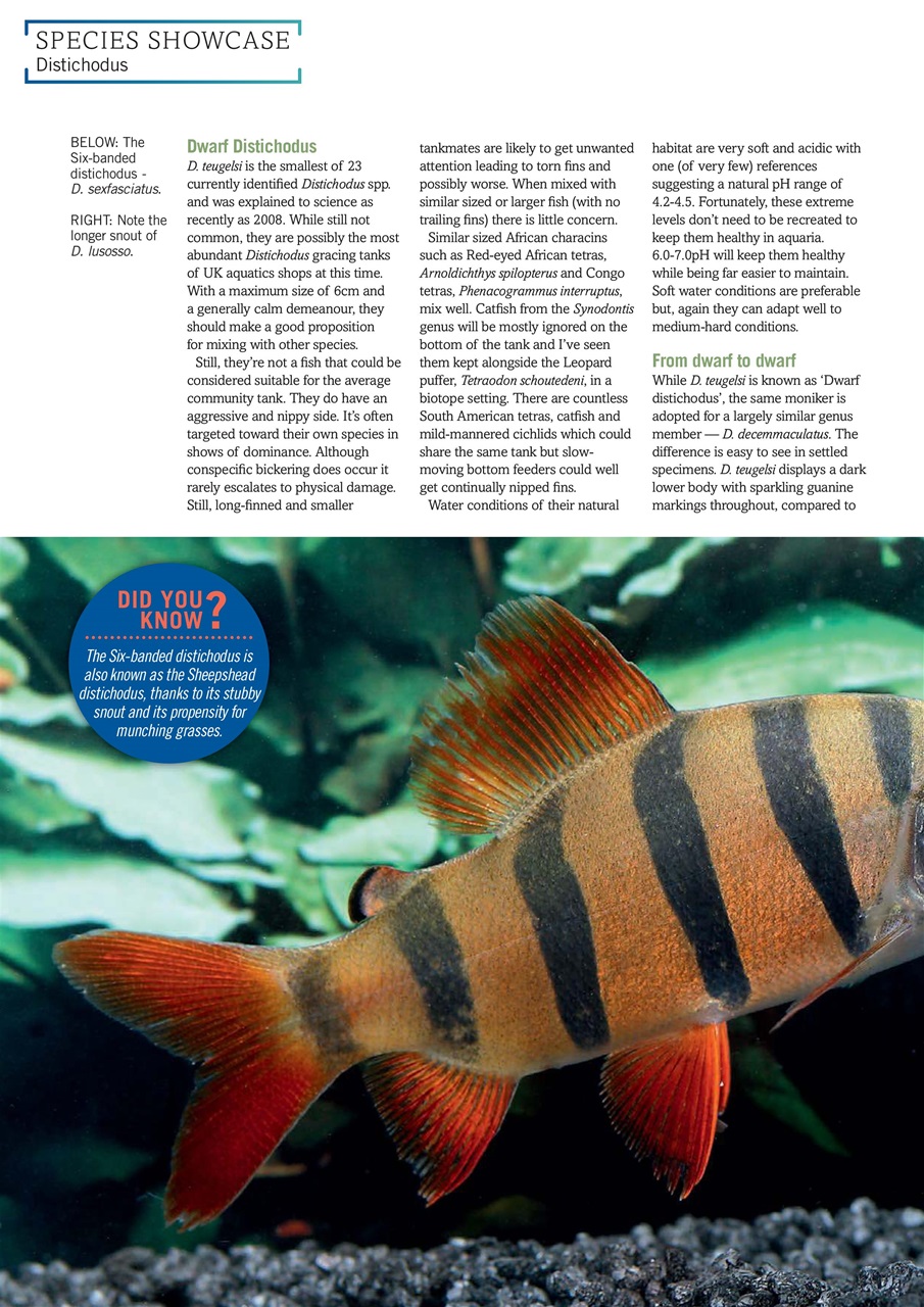 Practical Fishkeeping Preview Pages