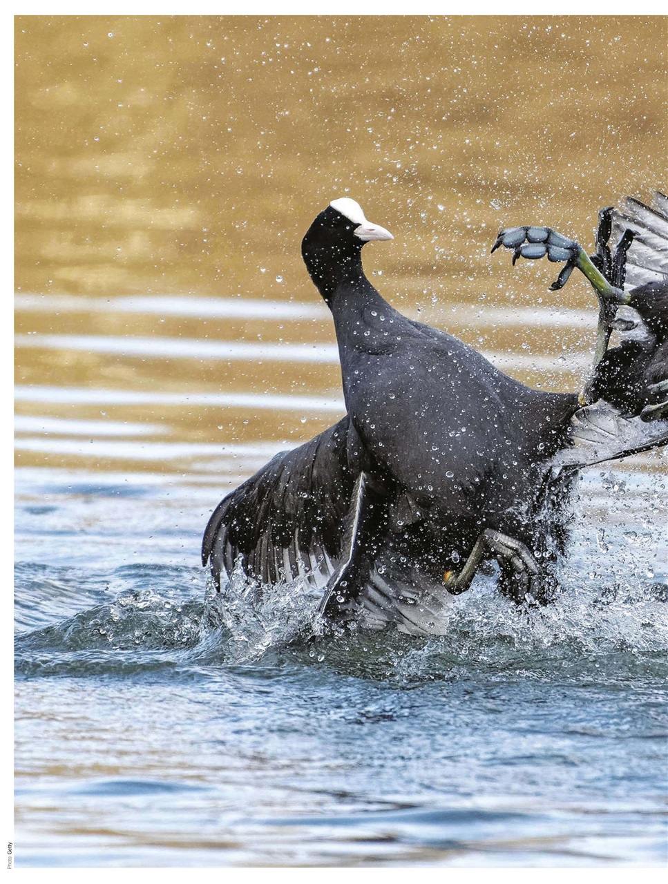 BBC Countryfile Magazine Preview Pages