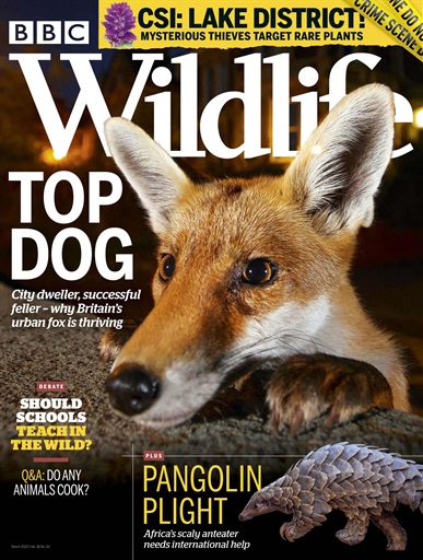 BBC Wildlife Magazine issue 