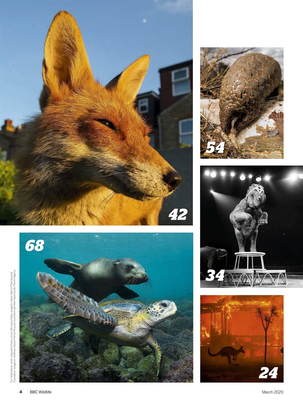 BBC Wildlife Magazine Preview Pages