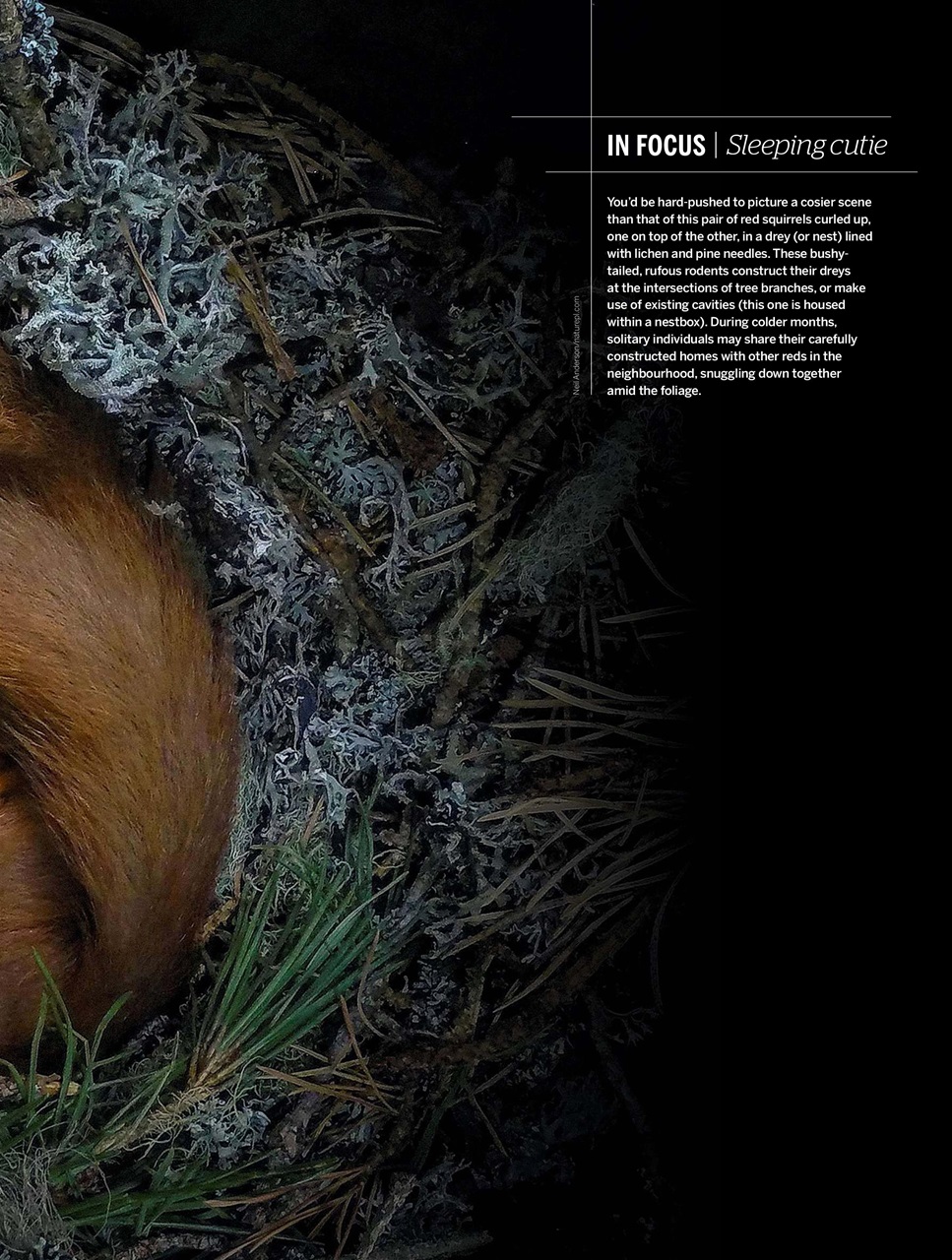 BBC Wildlife Magazine Preview Pages