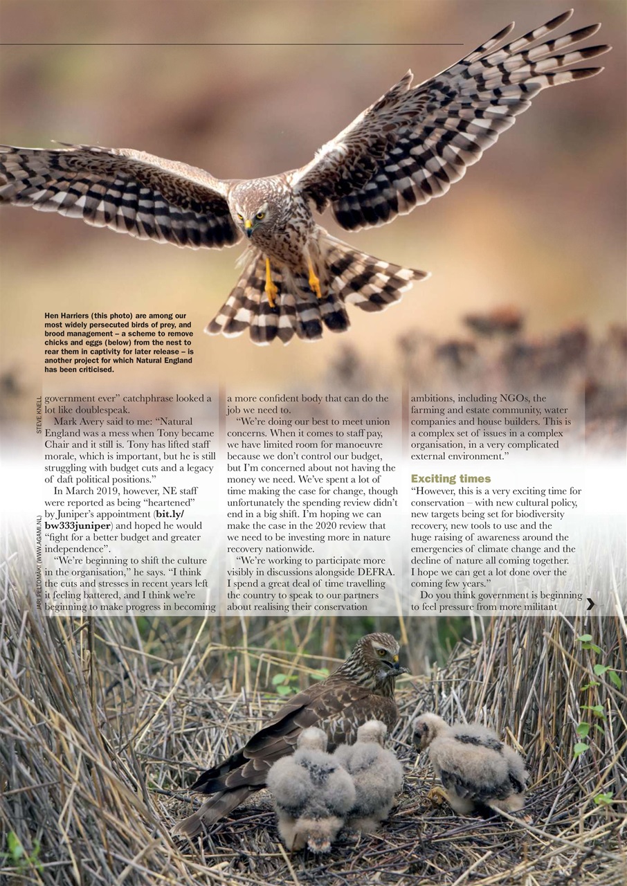 Birdwatch Magazine Preview Pages