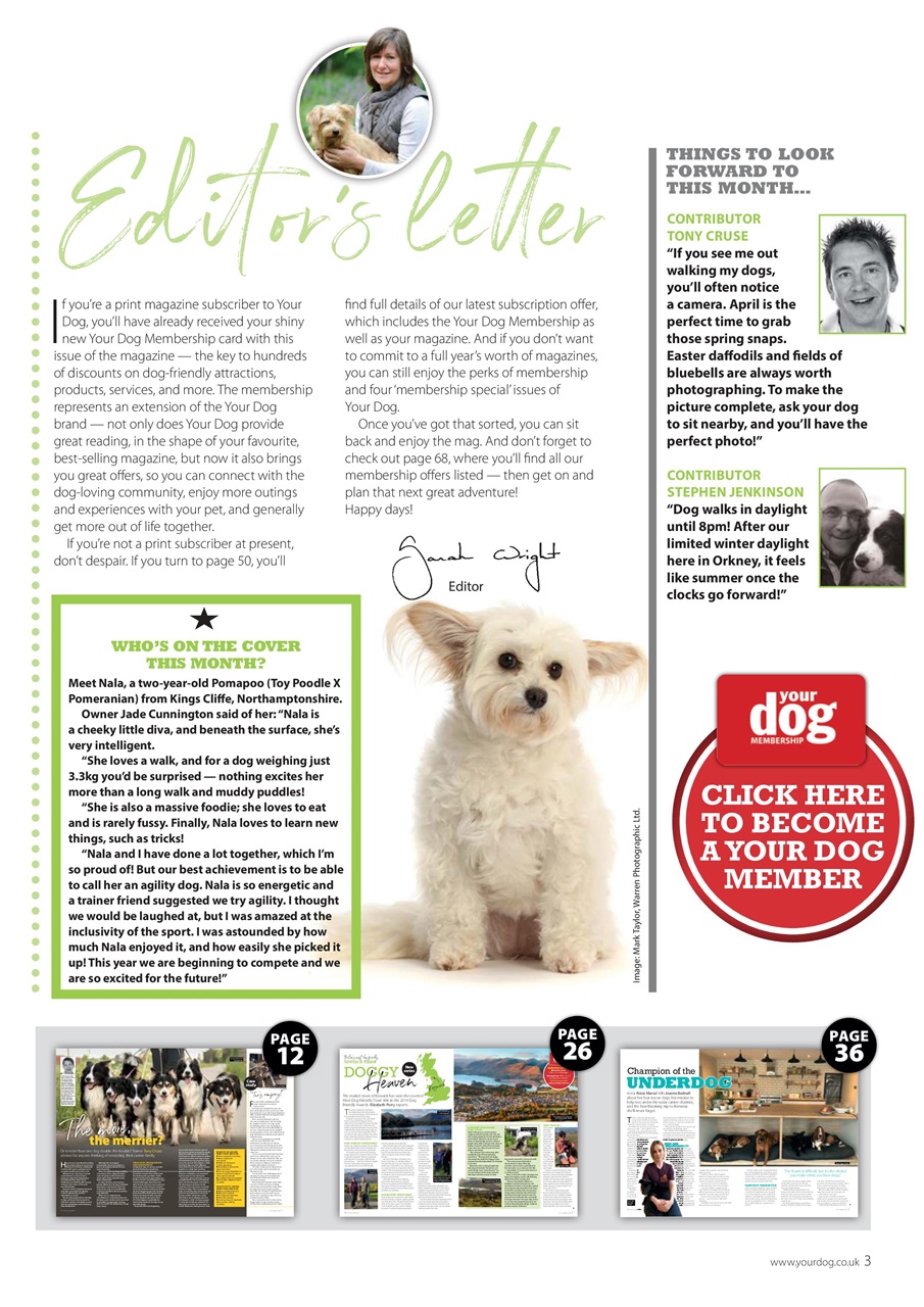 Your Dog Preview Pages