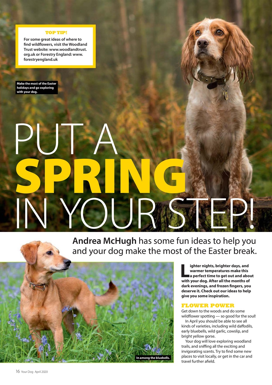 Your Dog Preview Pages