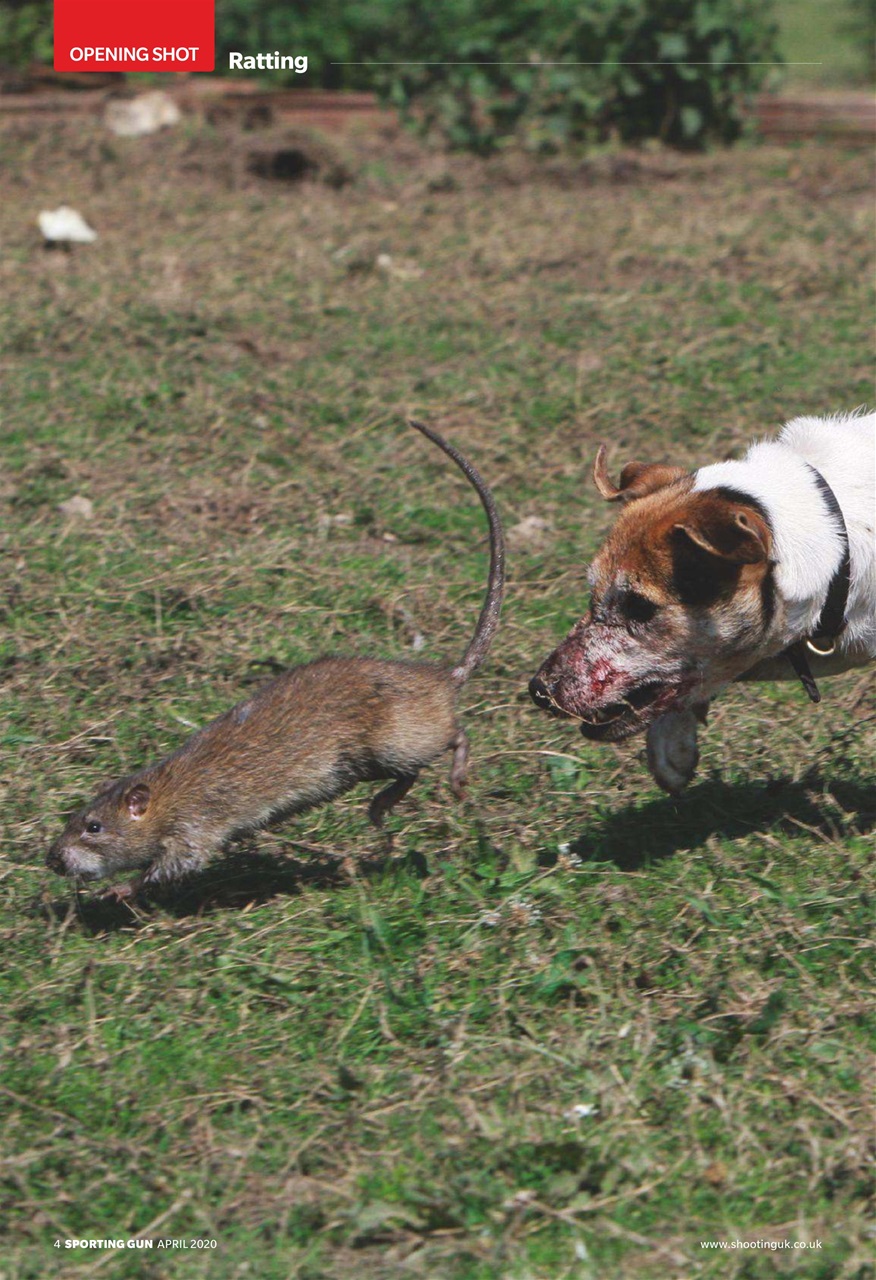 Sporting Gun Preview Pages