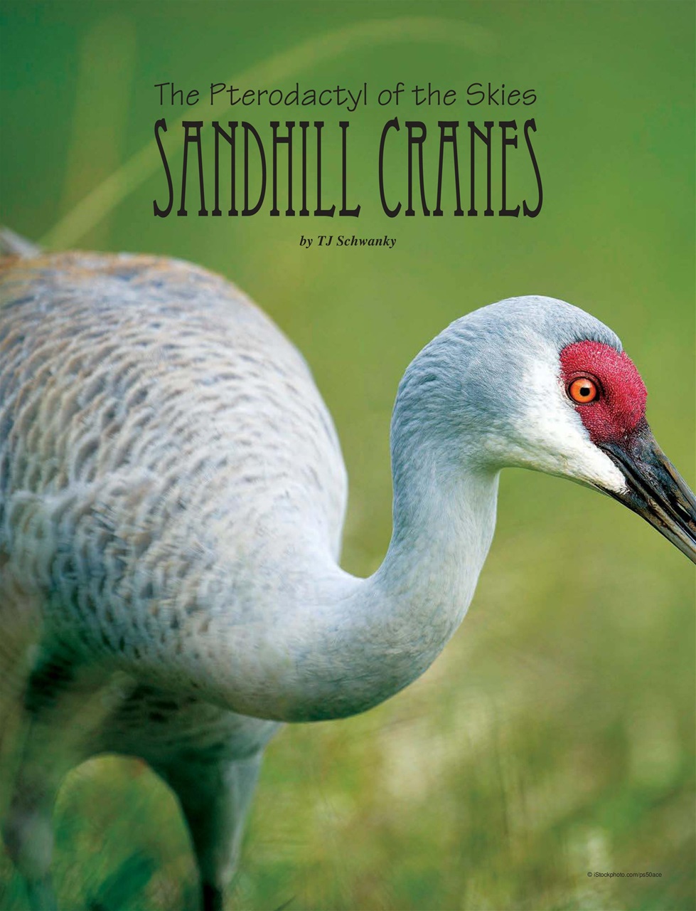 Alberta Outdoors Preview Pages