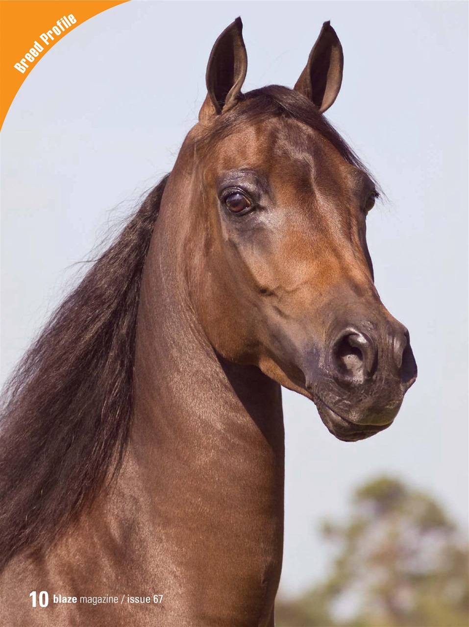 Blaze Magazine For Horse Crazy Kids Preview Pages