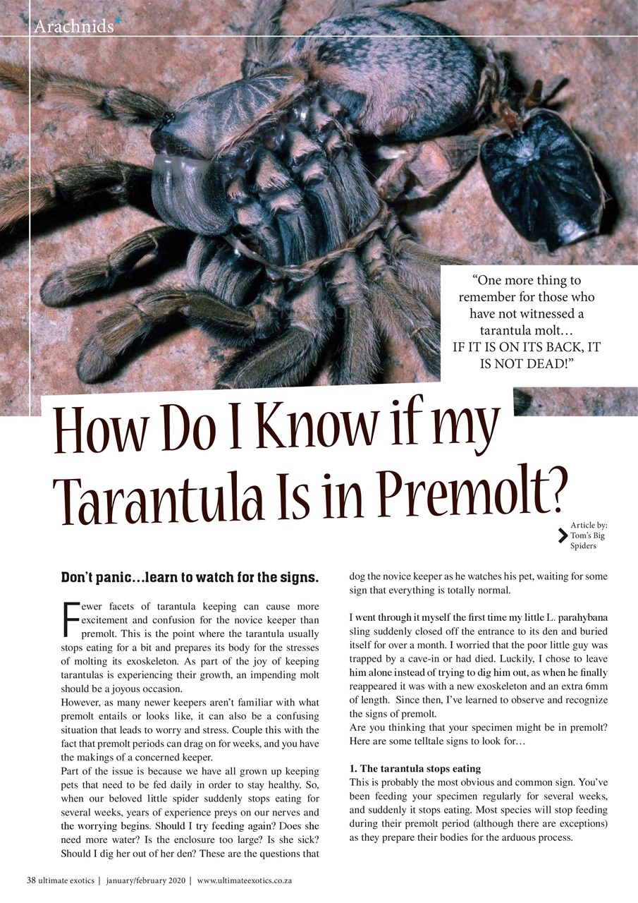 Ultimate Exotics Preview Pages