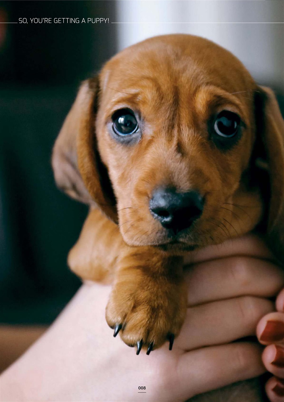 Edition Dog Preview Pages