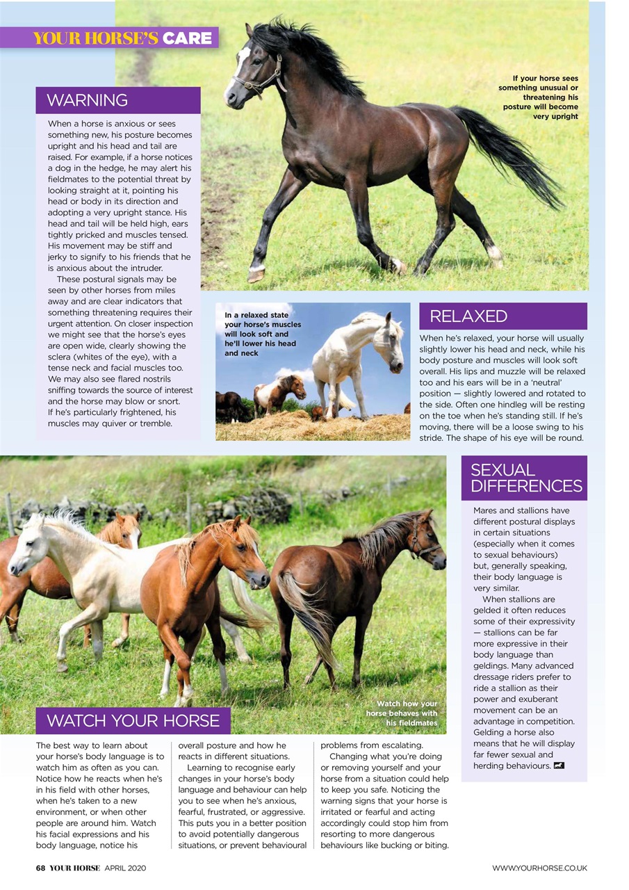 Your Horse Preview Pages
