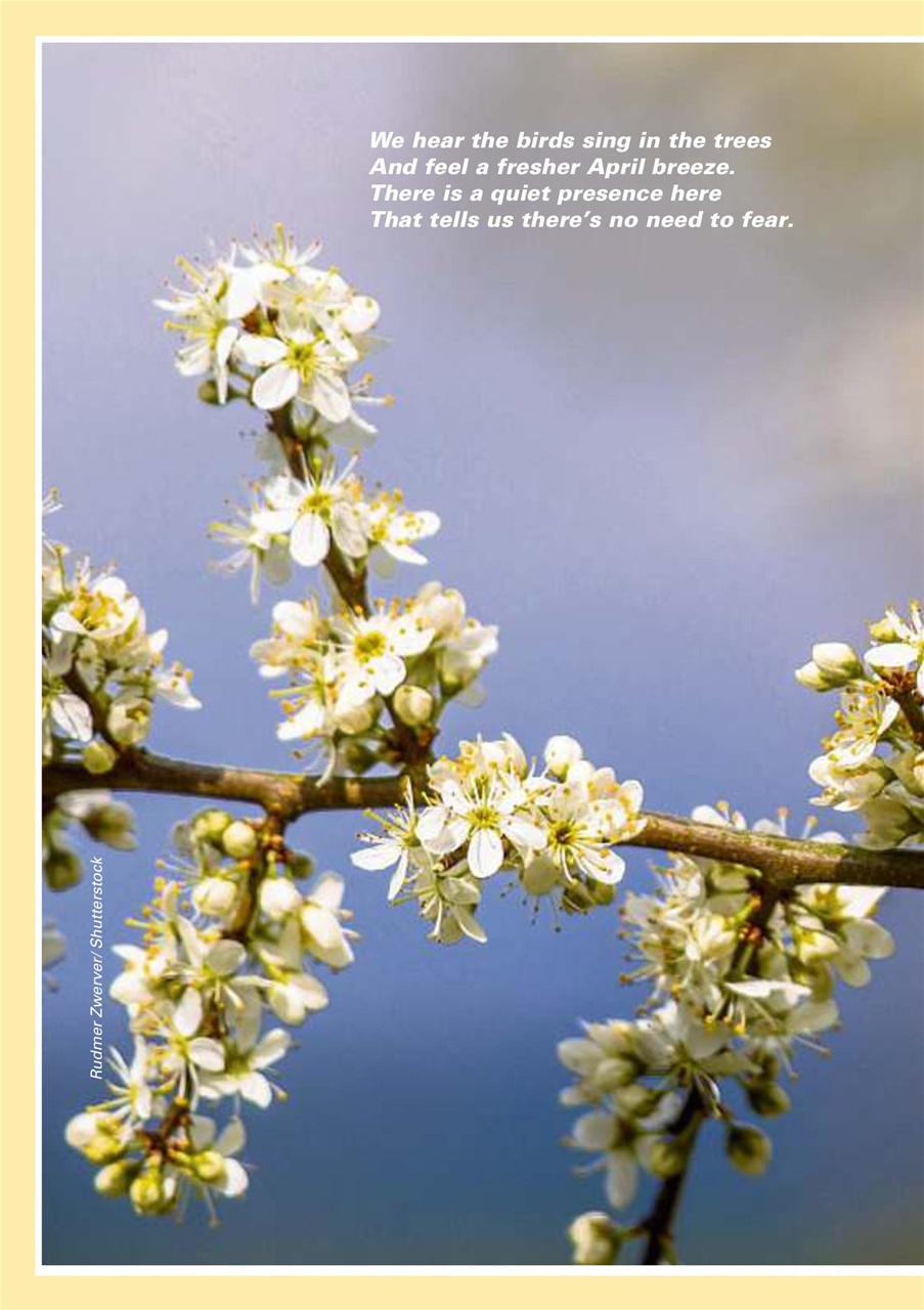 Evergreen Preview Pages