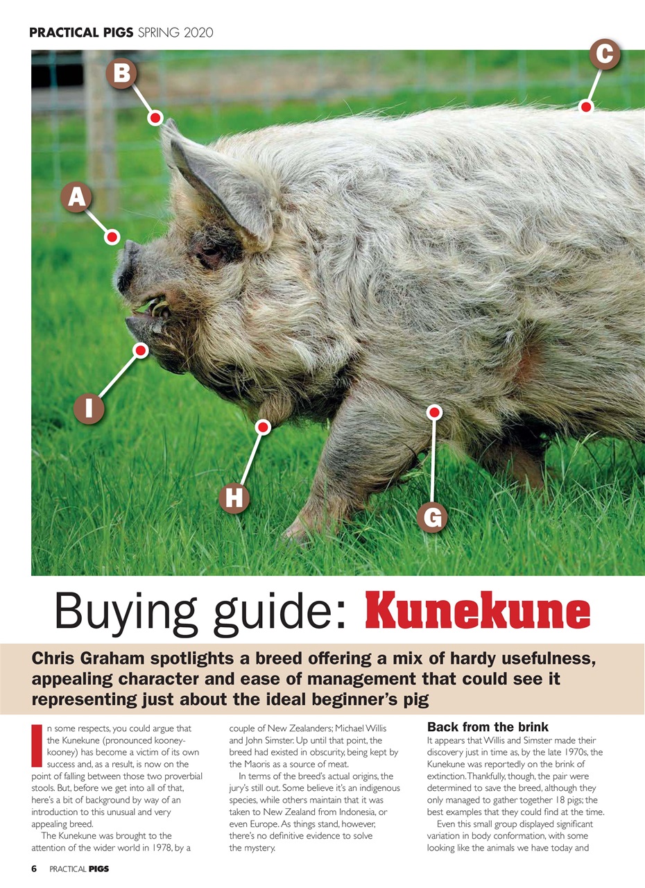 Practical Pigs Preview Pages