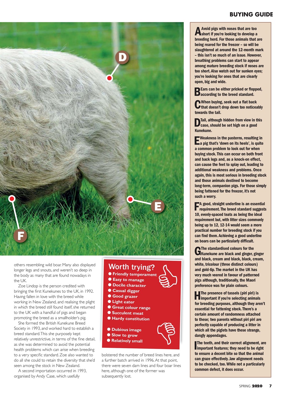 Practical Pigs Preview Pages
